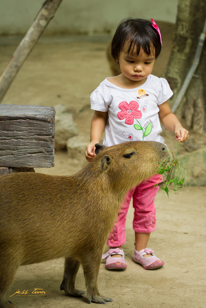capybara alpaca hill pinoy thaiyo