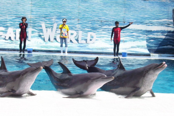 Dolphin Show - Safari World