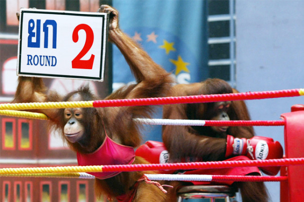 Thailand Orangutan Show