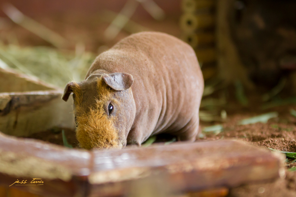 tiny hippo alpaca hill pinoy thaiyo