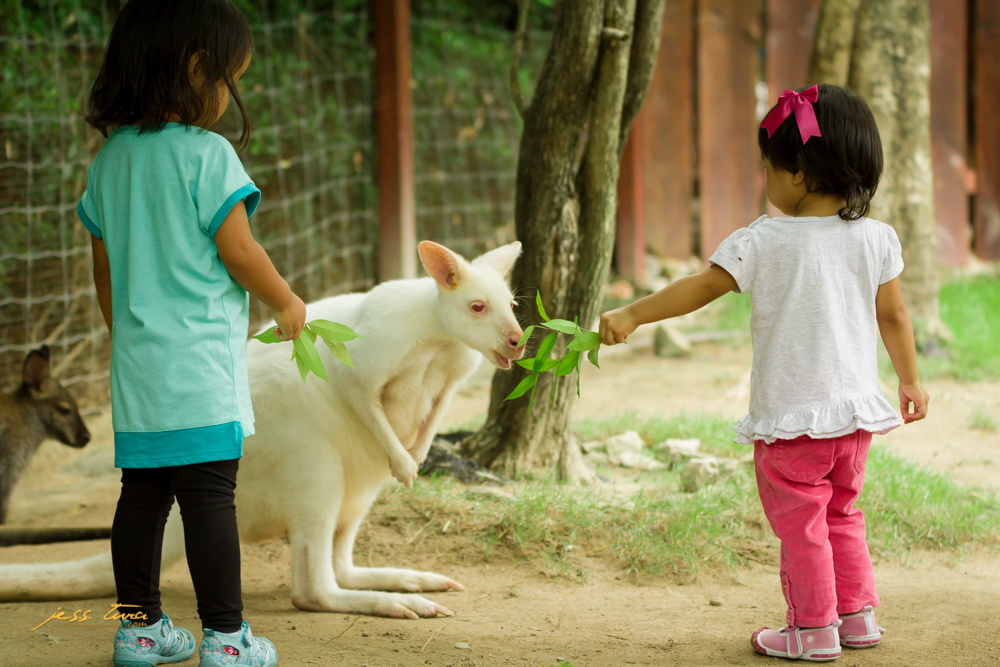 wallaby alpaca hill pinoy thaiyo