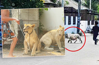 lions in pattaya