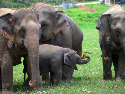 pinoythaiyo elephants thailand