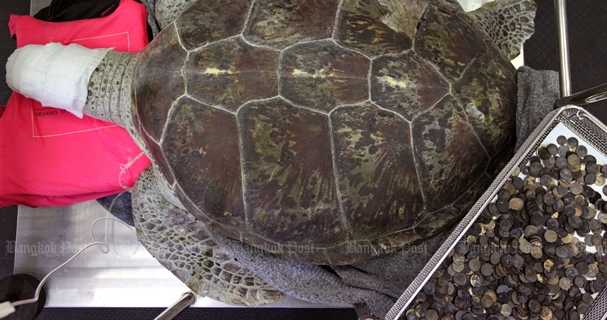 Thai sea turtle ingests over 5 kilos worth of coins